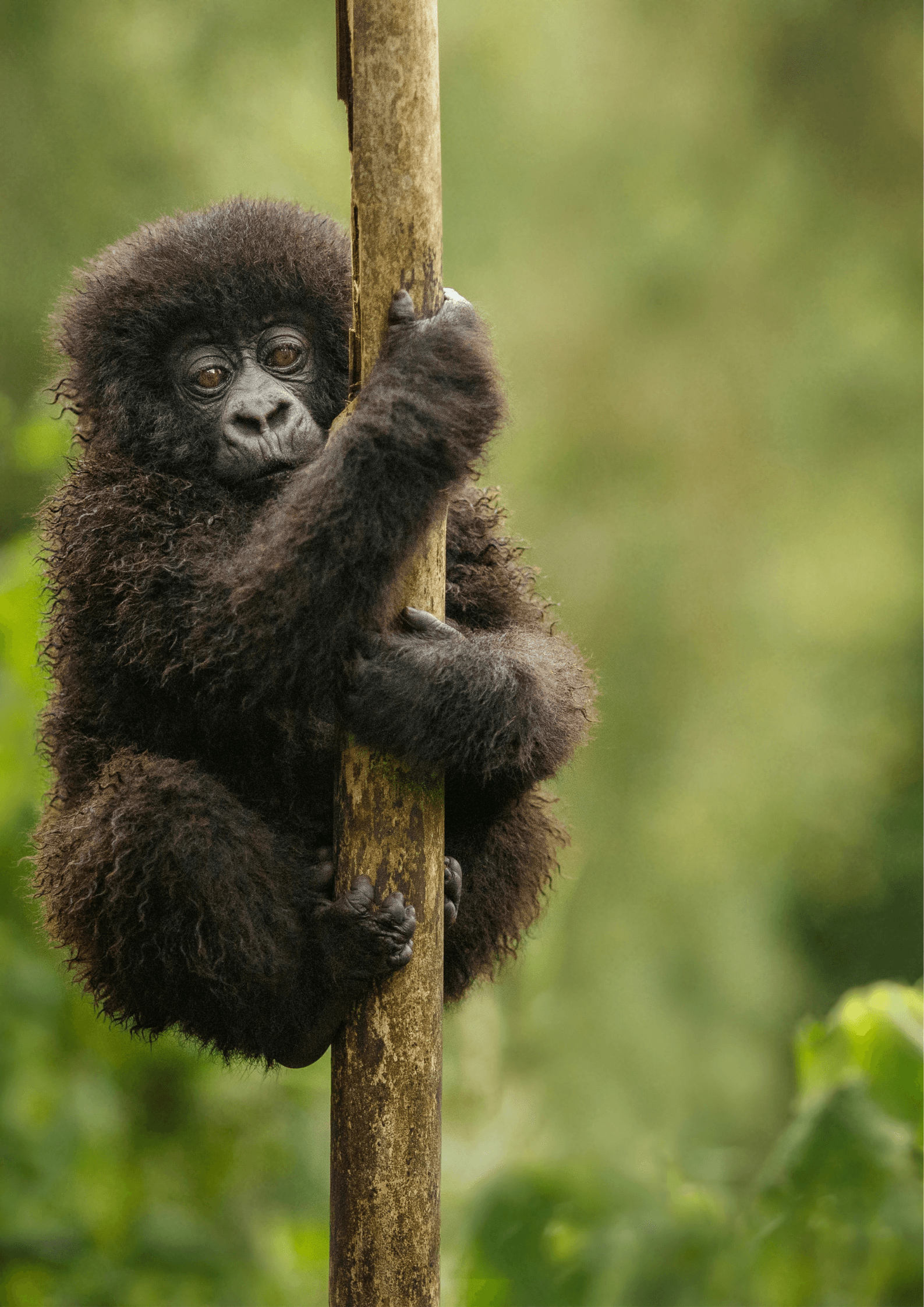 Voyagez à RWANDA