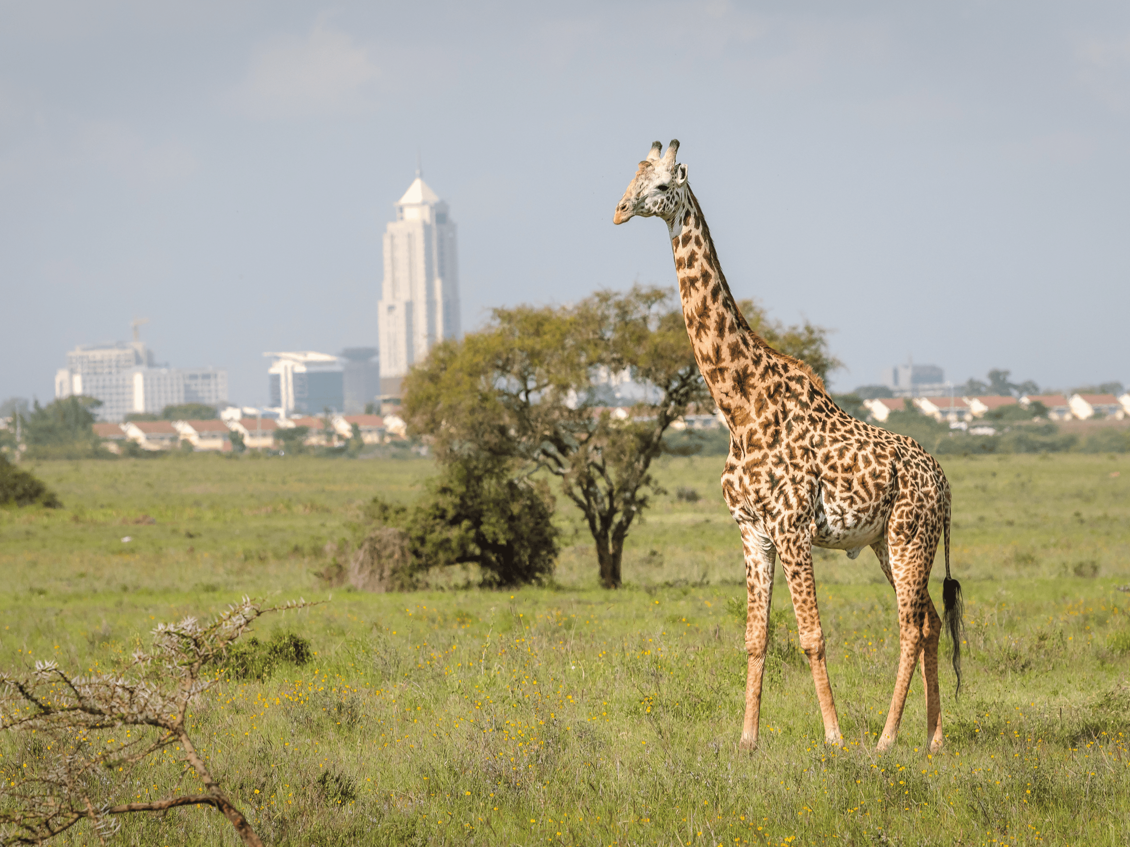 NAIROBI