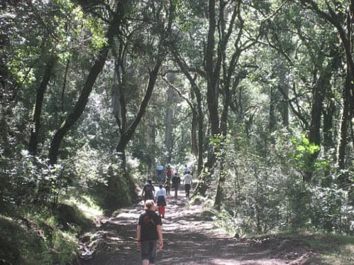 Day Trip to Menagesha Suba Forest