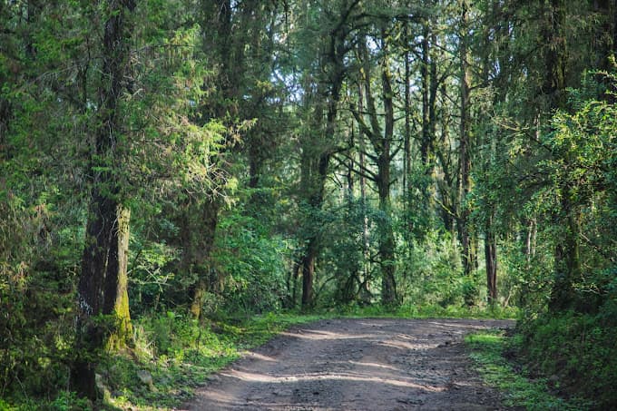 Day Trip to Menagesha Suba Forest