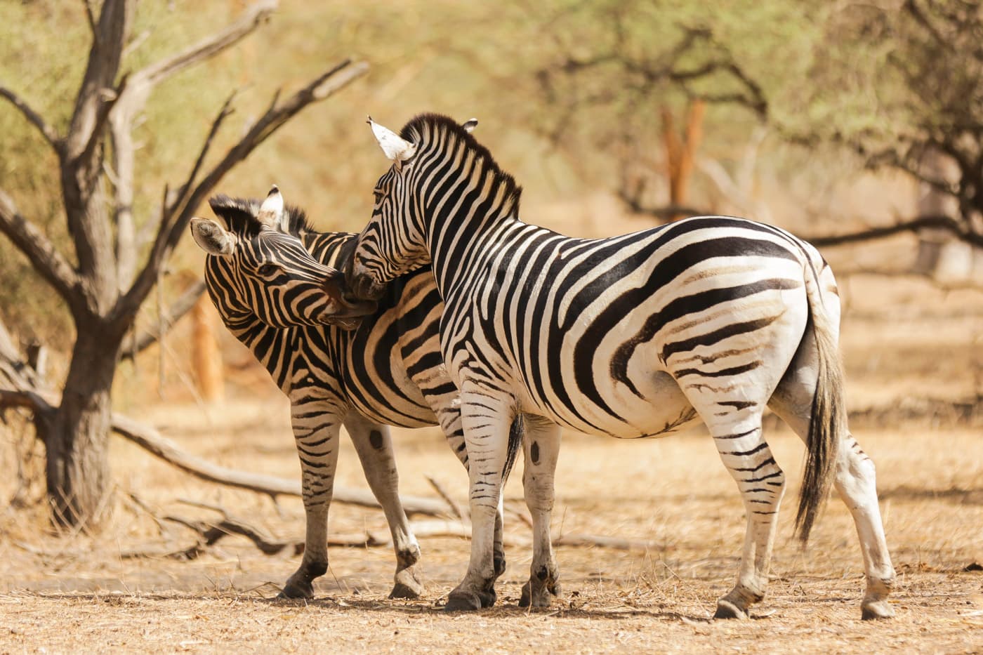Safari à Bandia & Déjeuner sur la Lagune de la Somone