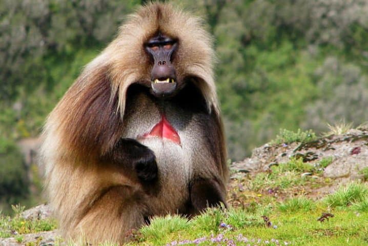 À la Découverte du Monastère de Debre Libanos et du Pont Portugais