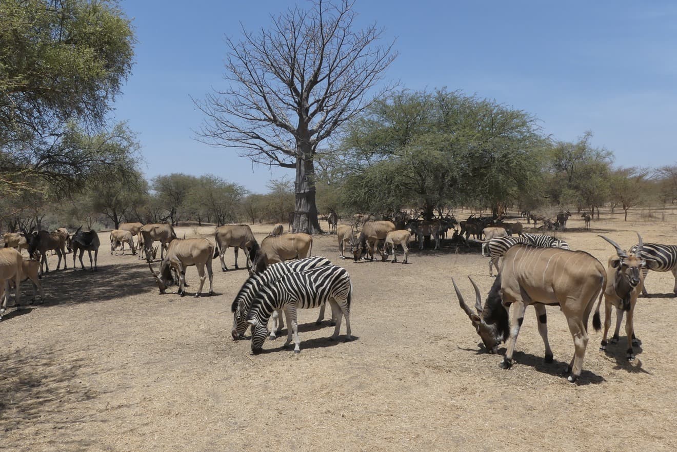 Safari à la réserve animalière de Bandia 1J