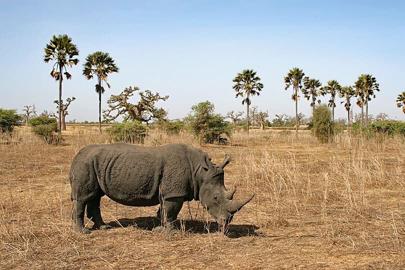 Safari à la réserve animalière de Bandia 1J