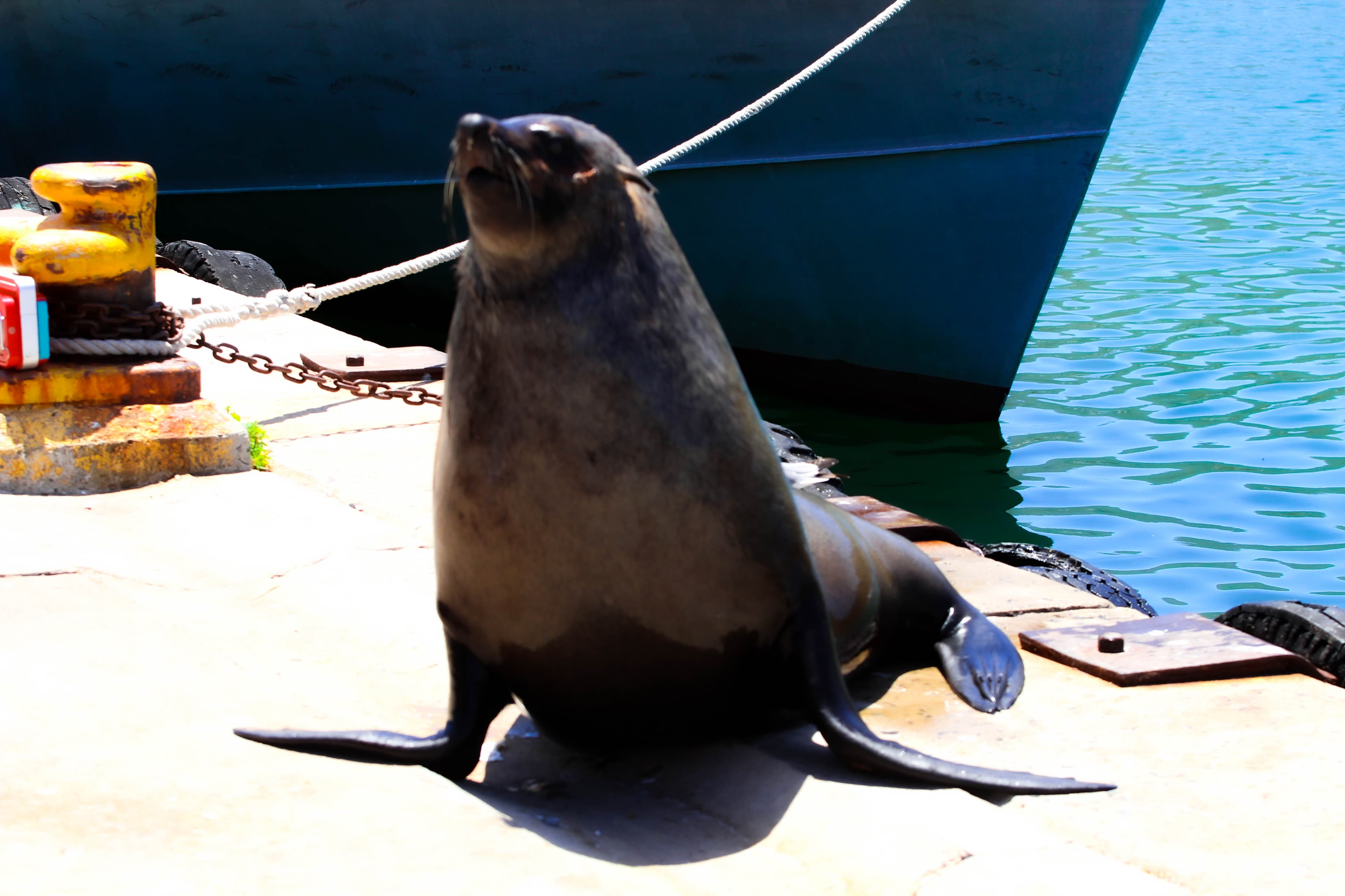 Cape of good hope and Boulders Beach Full-Day Tour