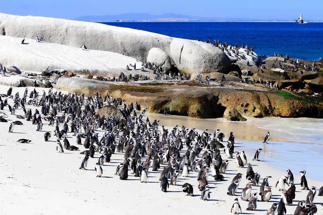 Half-Day Boulders beach with Africans Penguins