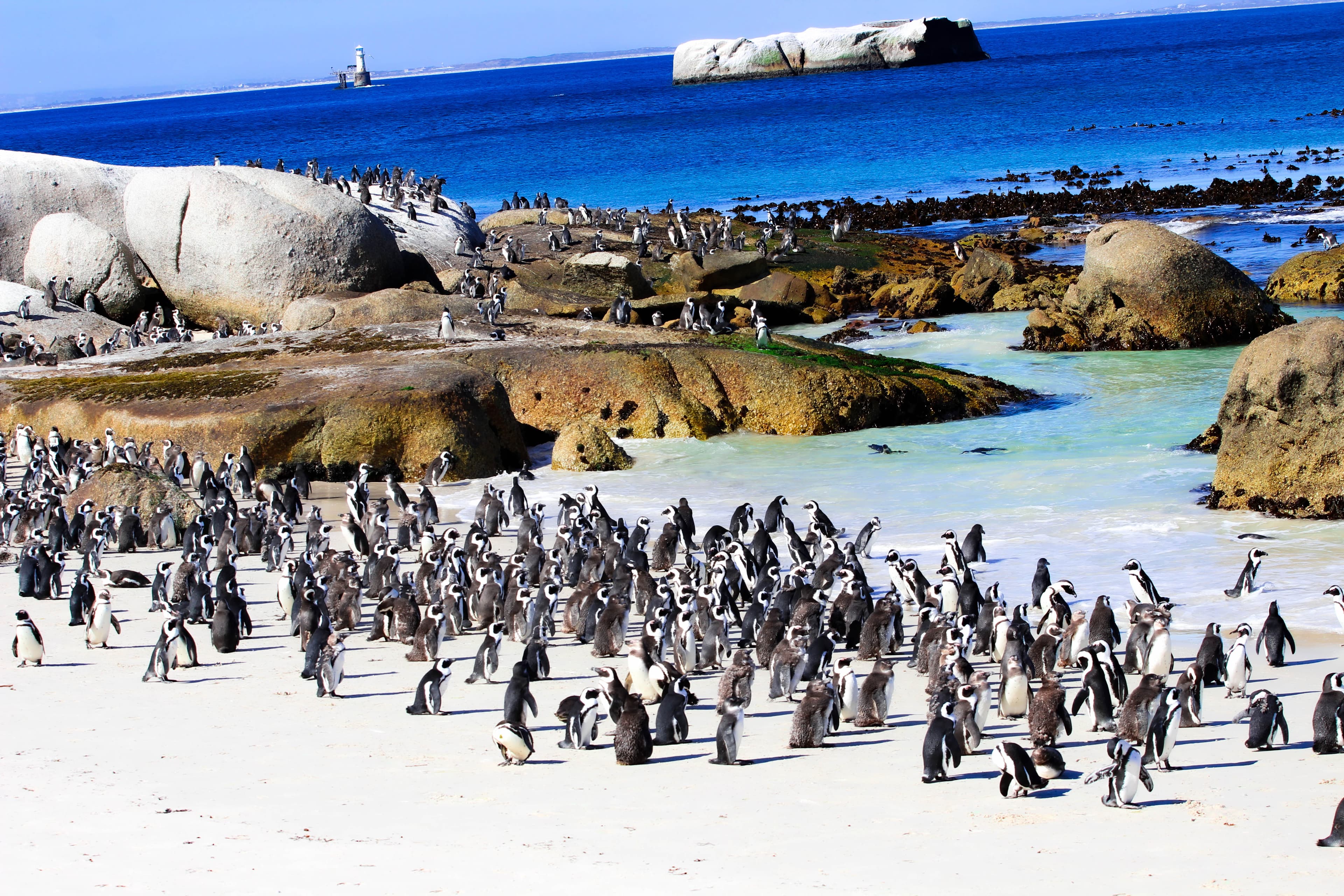 Half-Day Boulders beach with Africans Penguins