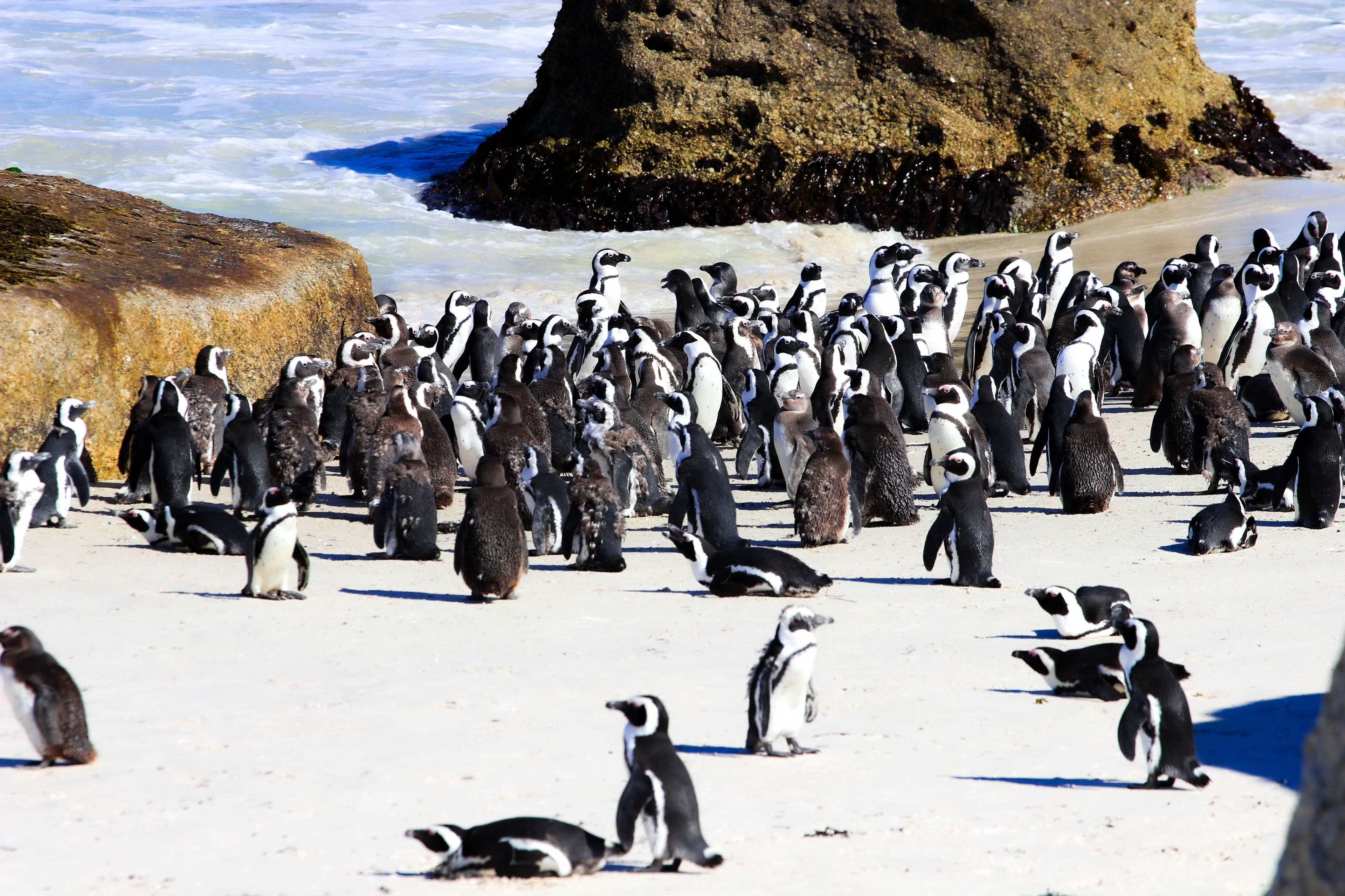 Half-Day Boulders beach with Africans Penguins