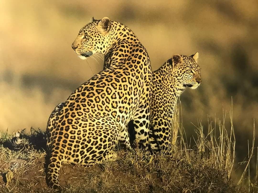 Nairobi National Park and Giraffe Centre Guided Safari Tour