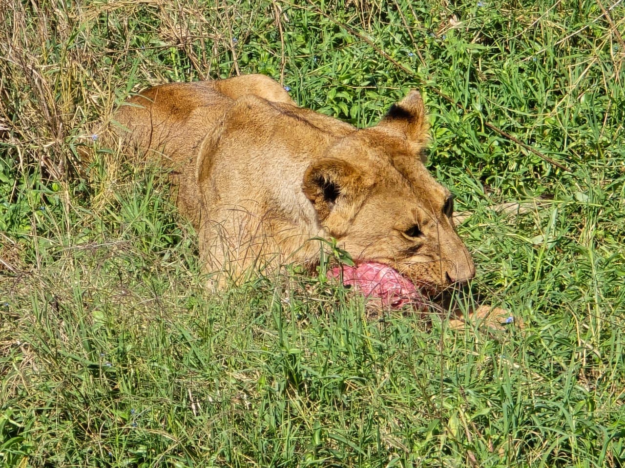 Nairobi National Park and Giraffe Centre Guided Safari Tour