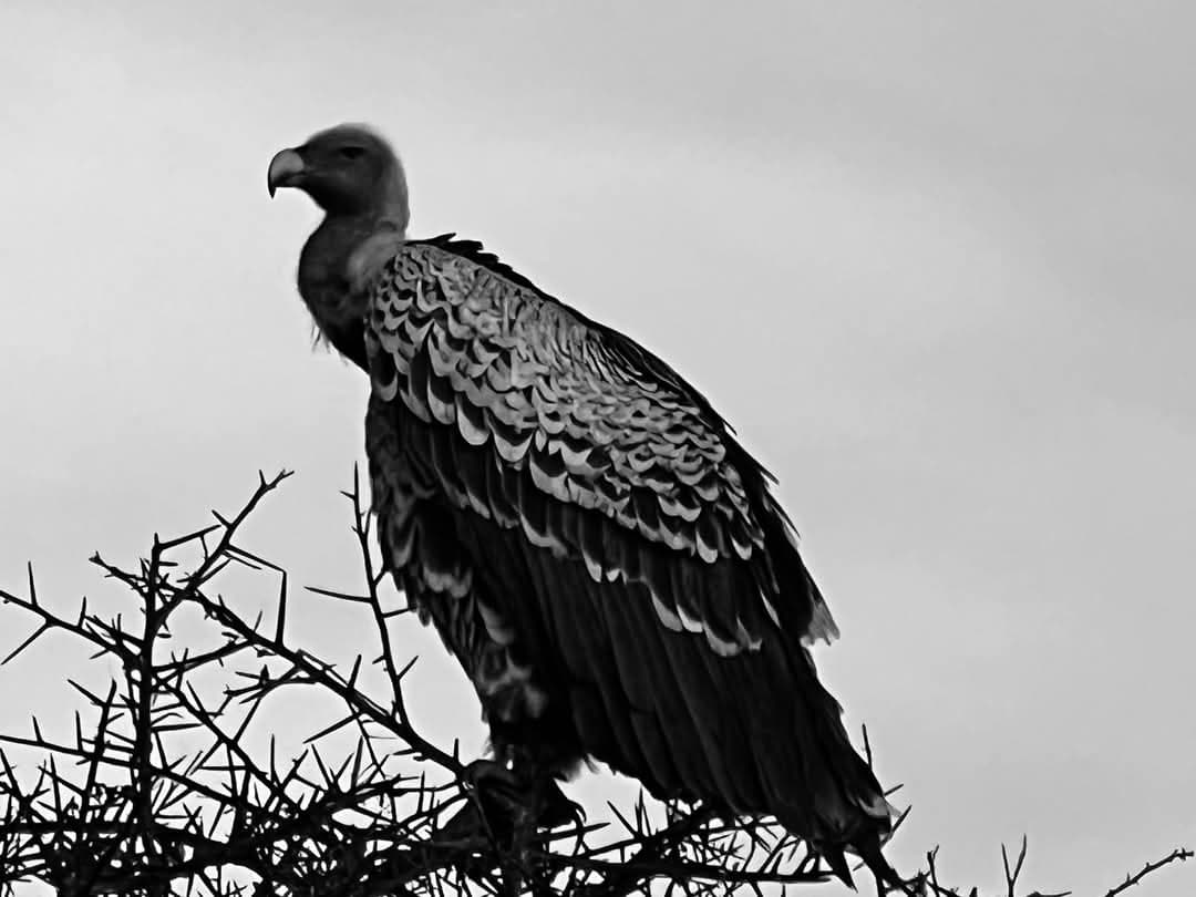 Full-Day in Lake Nakuru National Park
