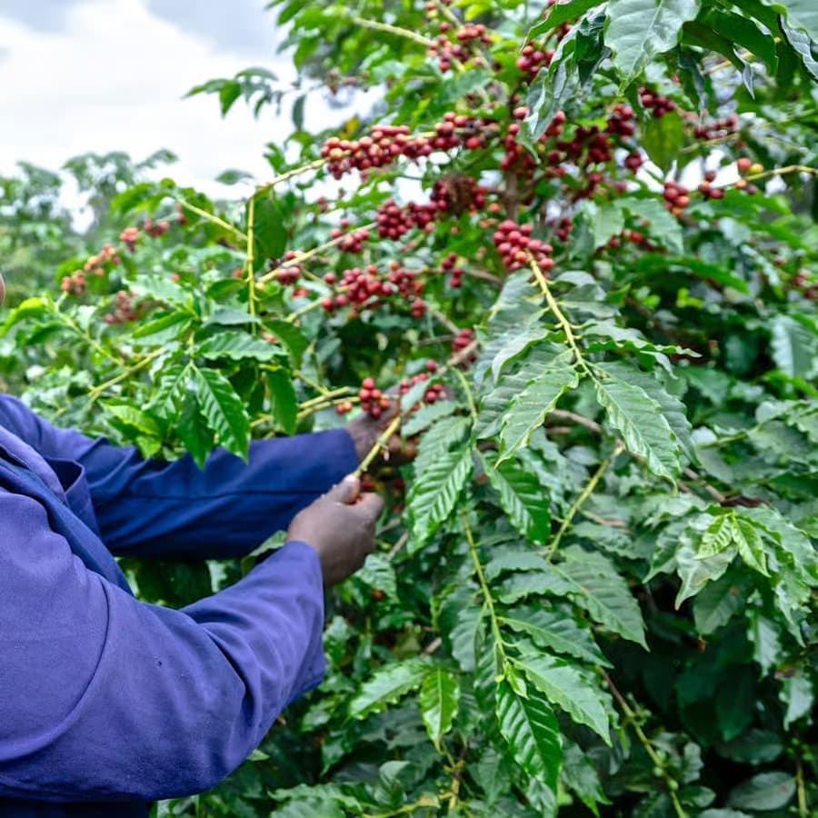 Nairobi Coffee Farm and Factory Tour- Fairview Estate