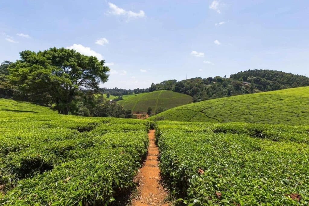 Nairobi Coffee Farm and Factory Tour- Fairview Estate