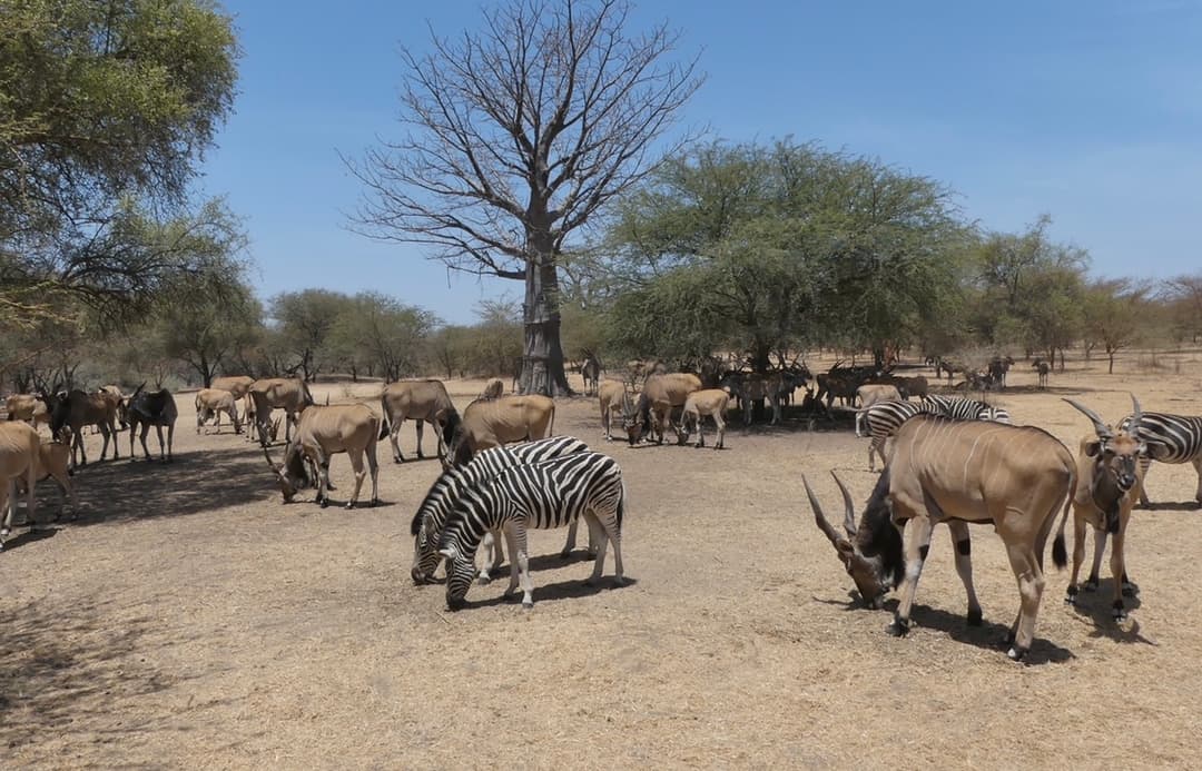 Excursion Safari à la Réserve de Bandia – Escale Nature & Aventure à Dakar