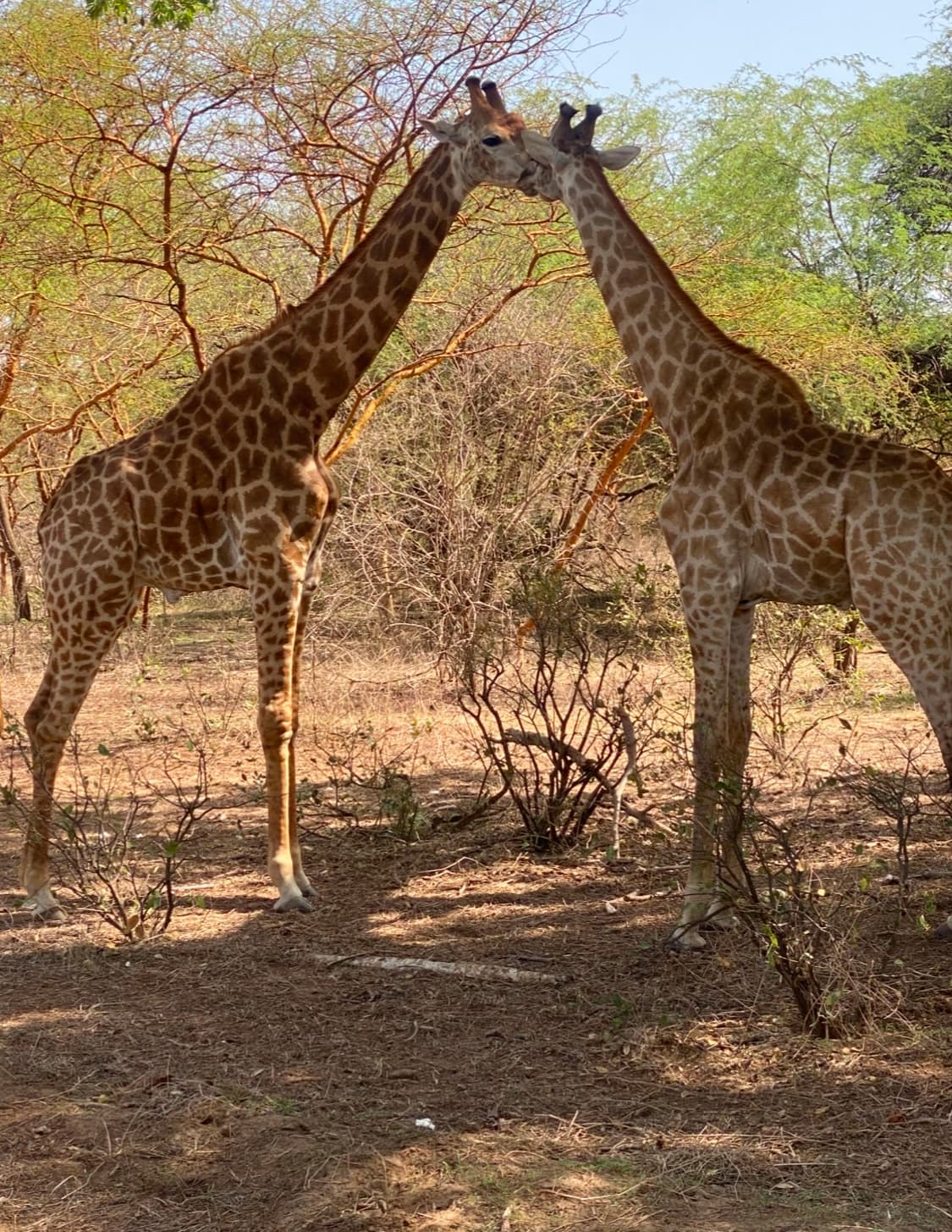 Excursion Safari à la Réserve et Ranch de Bandia – Escale Nature & Aventure à Dakar