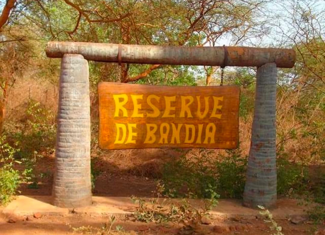 Excursion Safari D’une Demi-journée à la Réserve de Bandia – Escale Nature & Aventure à Dakar