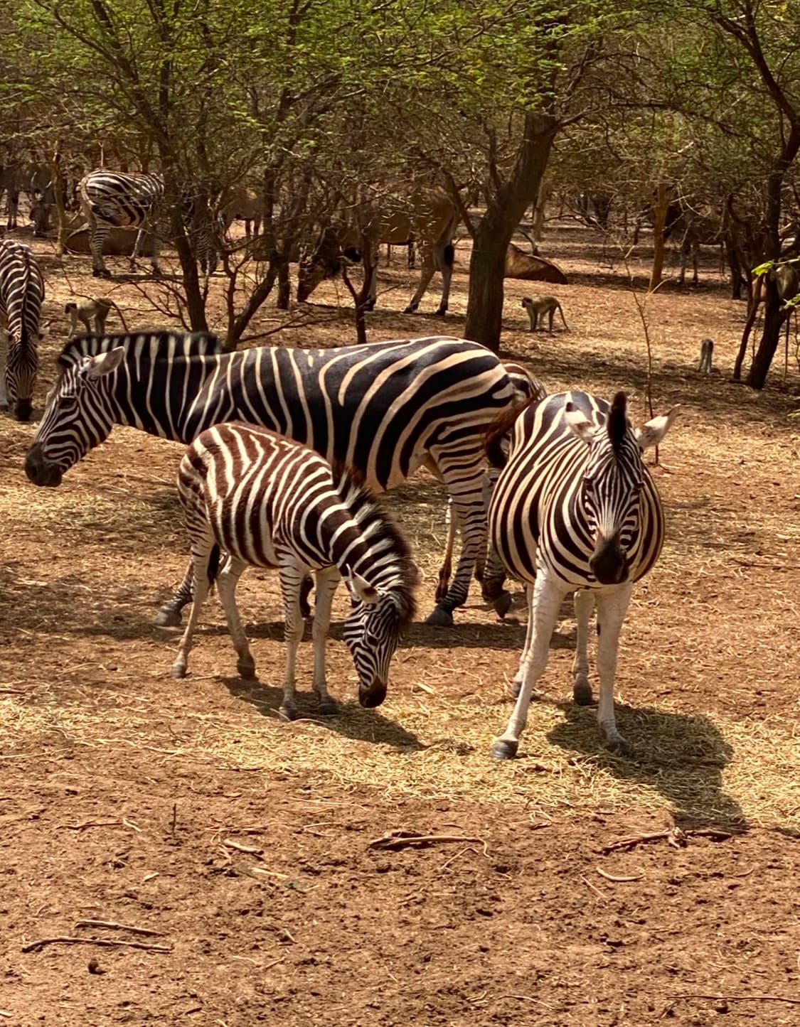 Excursion Safari D’une Demi-journée à la Réserve de Bandia – Escale Nature & Aventure à Dakar