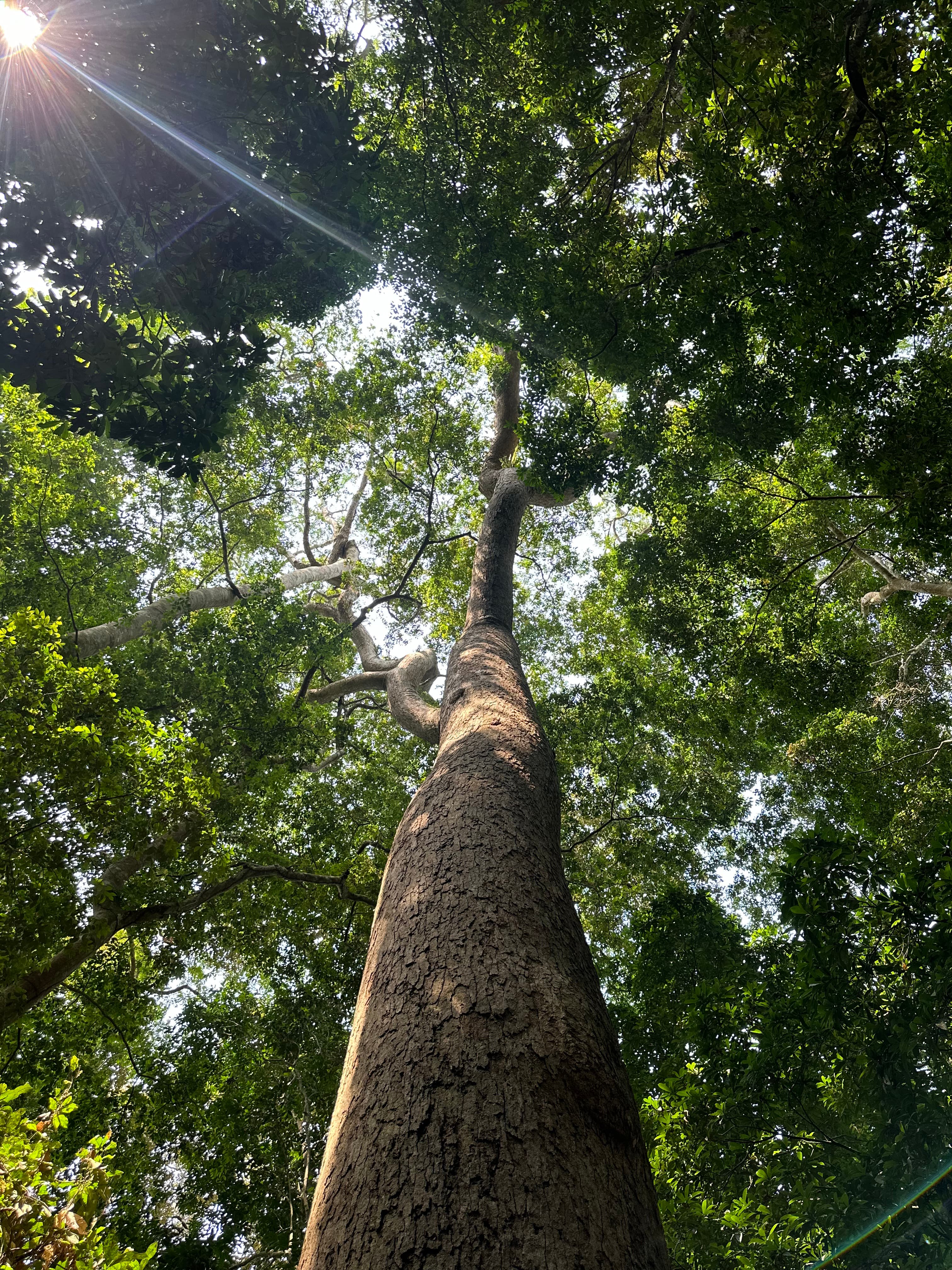 Banco : découverte de la deuxième plus grande fôret au monde en milieu urbain