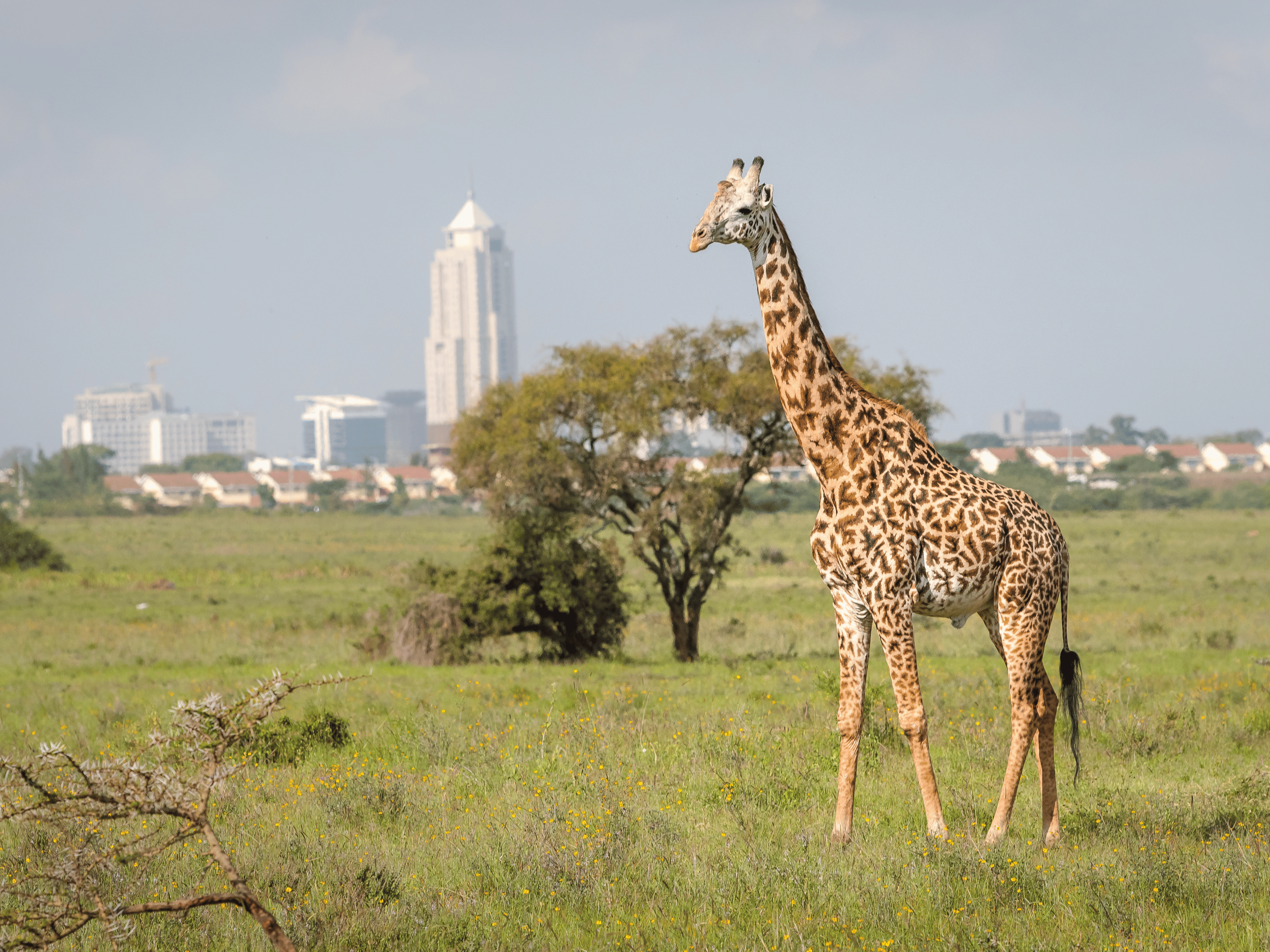 Nairobi - Kenya